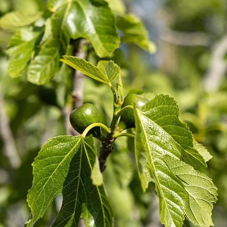 فيلة Casa Renta Metaxáta